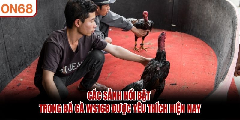Các sảnh nổi bật trong đá gà WS168 được yêu thích hiện nay đá gà ws168