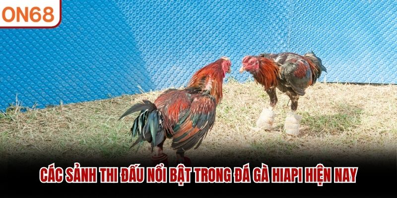 Các sảnh thi đấu nổi bật trong đá gà HiAPI hiện nay đá gà hiapi